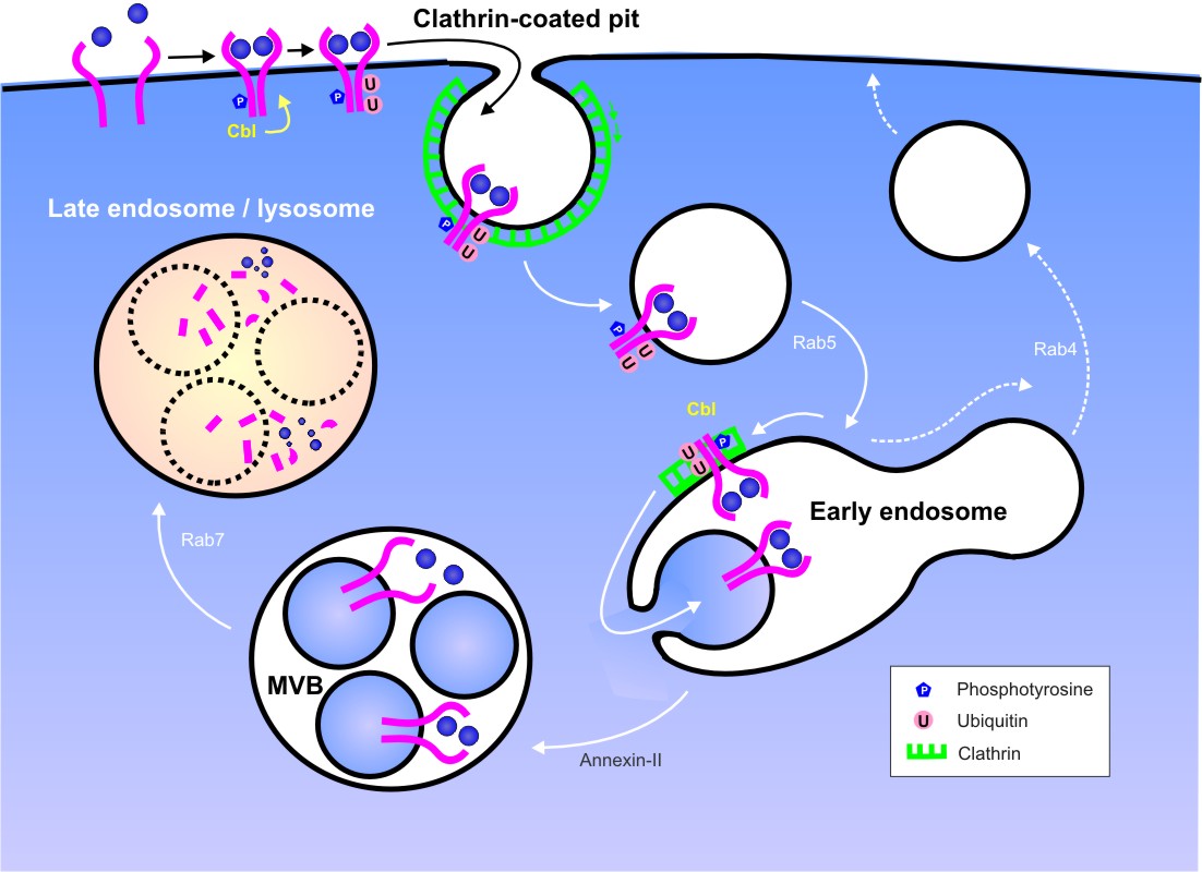 Cell Encapsulation
