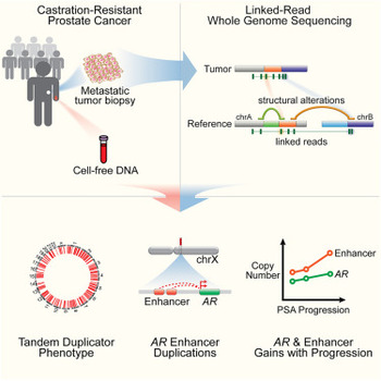 Graphical abstract and summary of the study published in Cell