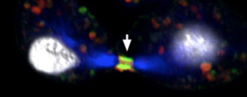 Cindr (green) and anillin (red) co-localise (yellow) in the intercellular bridge between two dividing cells. Nuclei are stained white and microtubules blue.